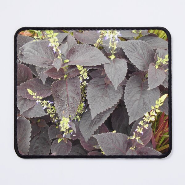 Item preview, Coleus chocolate designed and sold by Floral-Art.
