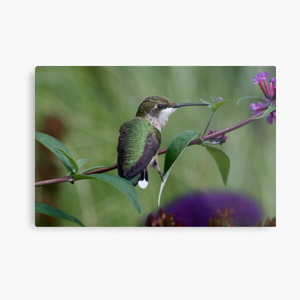 Lovely Lady Metal Print