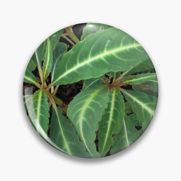 Item preview, Begonia omeiana designed and sold by Floral-Art.