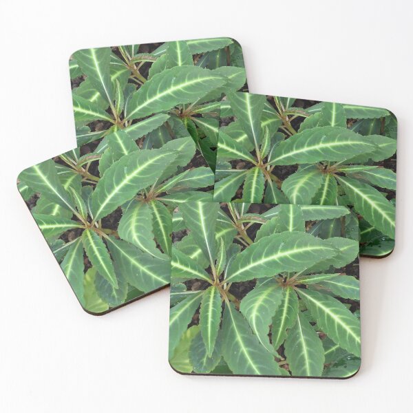 Item preview, Begonia omeiana designed and sold by Floral-Art.
