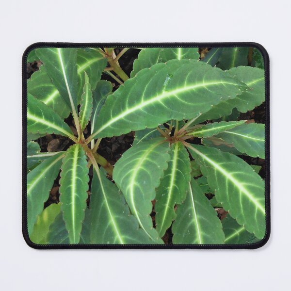 Item preview, Begonia omeiana designed and sold by Floral-Art.
