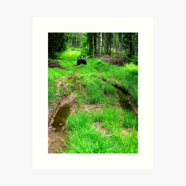 Showdown In The Forest Art Print