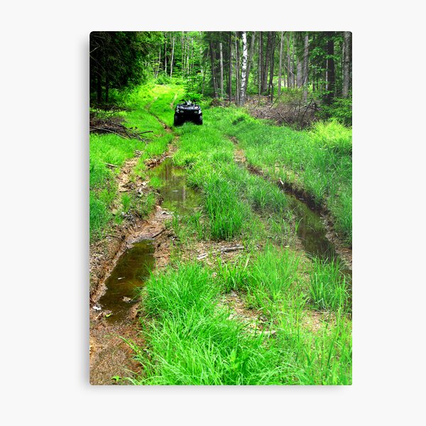 Showdown In The Forest Metal Print