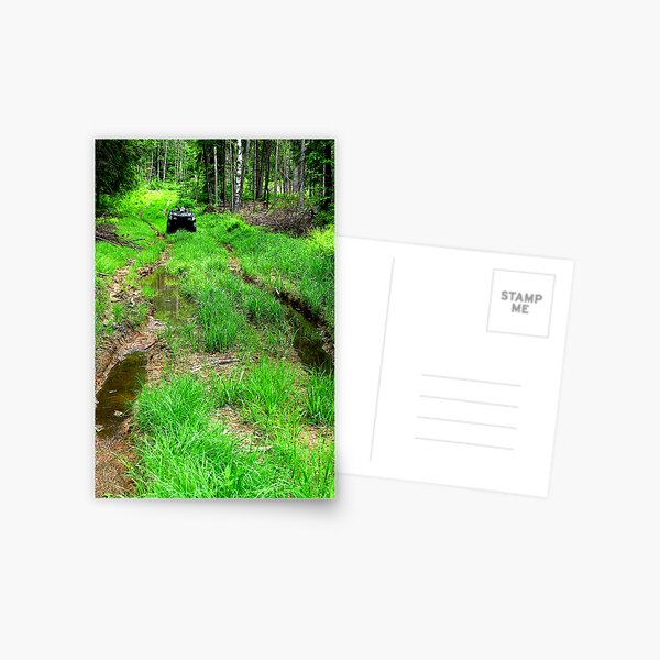 Showdown In The Forest Postcard