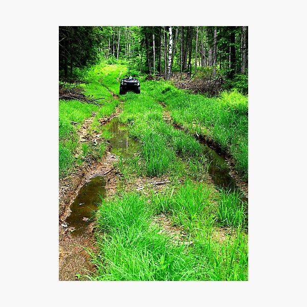 Showdown In The Forest Photographic Print