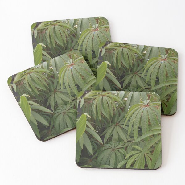 Item preview, Begonia luxurians designed and sold by Floral-Art.