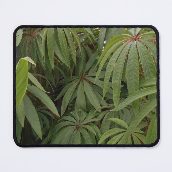 Item preview, Begonia luxurians designed and sold by Floral-Art.