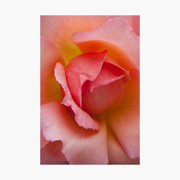 Item preview, Pink Rose #1 designed and sold by VanOostrum.