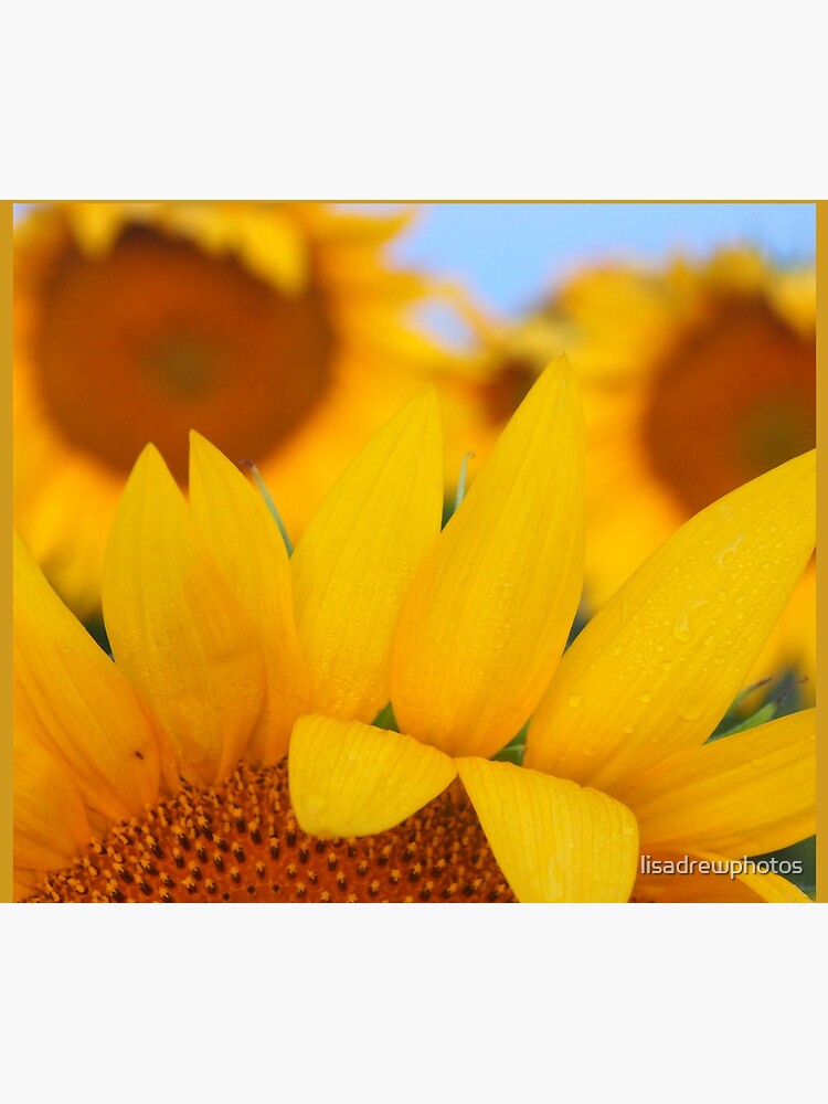 Hello Sunshine - Sunflower Photo Art by Lisa Drew Photo Artist by lisadrewphotos