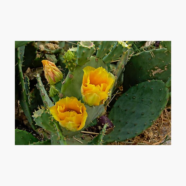 Flowering cactus Photographic Print