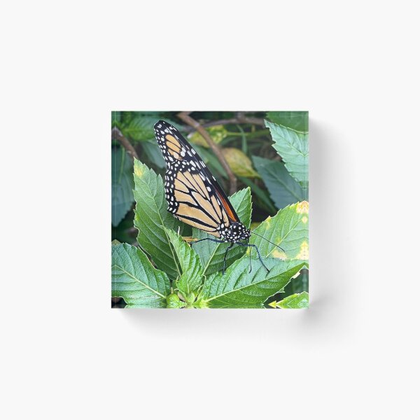 Item preview, Monarch Butterfly designed and sold by Megan Dirsa-DuBois.