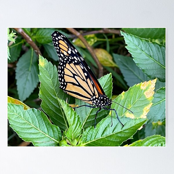 Item preview, Monarch Butterfly designed and sold by Megan Dirsa-DuBois.