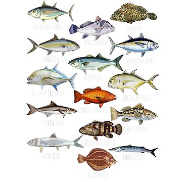 fish species biology types of saltwater fish fishing Sticker for Sale by  zoltiquvvetb