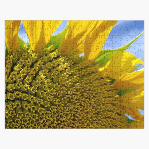 Artikel-Vorschau von Gelbe Sonnenblume im blauen Himmel vorzügliche Nahaufnahme, designt und verkauft von DEC02.