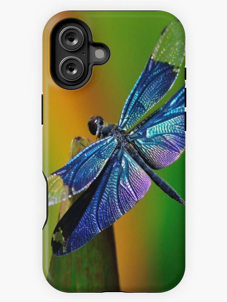 Dragon Fly Insect Dragonfly 