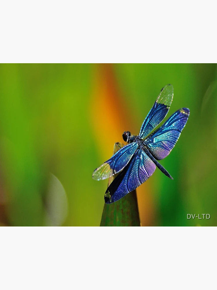 TWO (2) SPREAD Dragonflies, White Duskdarter (Zyxomma