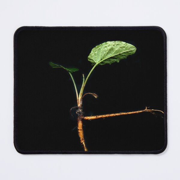 Item preview, The Ballet Sorrel designed and sold by Gabriele Maurus.