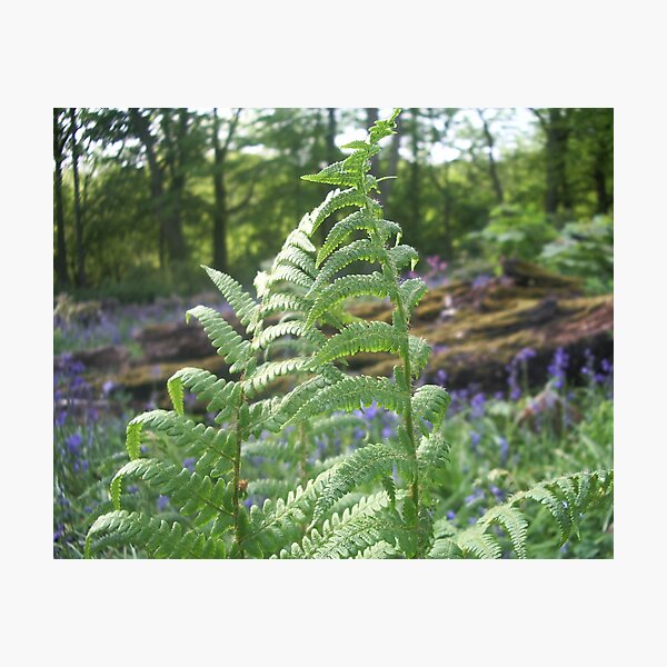 Fern fronds Photographic Print