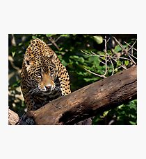 Prowler Photographic Print
