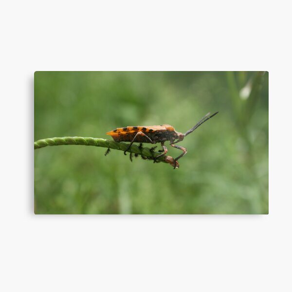 TIGHT ROPE WALKER Metal Print