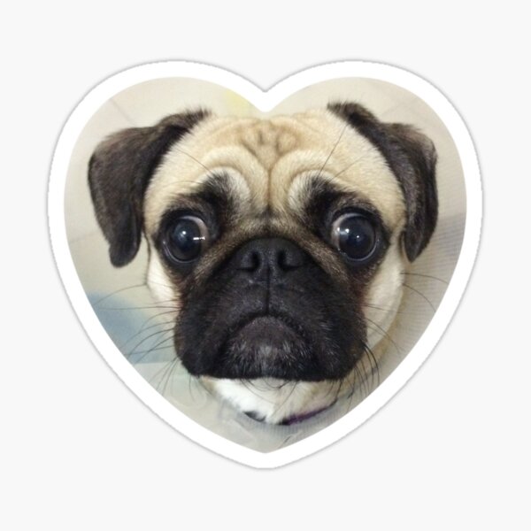 Pug love Sticker