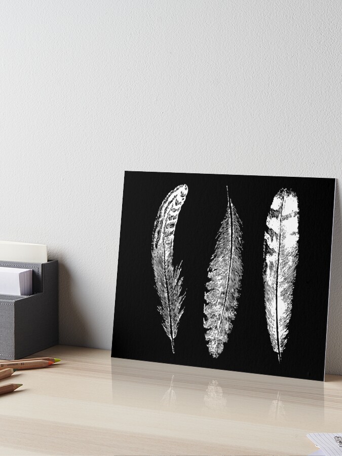 Feather Trio, Three Feathers, Bird Feathers