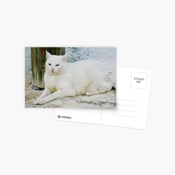 Greek cat Postcard