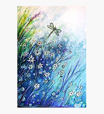 Dainty Daisies Photographic Print