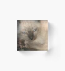 Nodding Kitty Acrylic Block