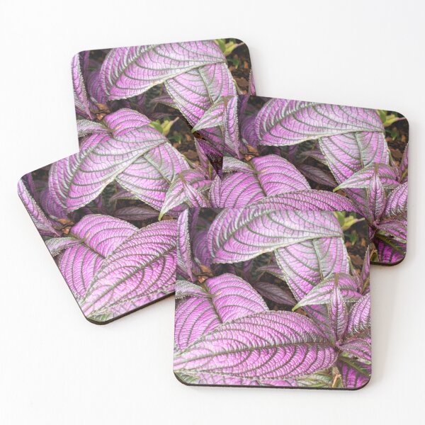 Item preview, Strobilanthes dyeriana plants designed and sold by Floral-Art.
