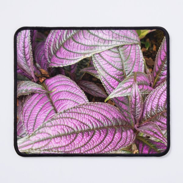 Item preview, Strobilanthes dyeriana plants designed and sold by Floral-Art.
