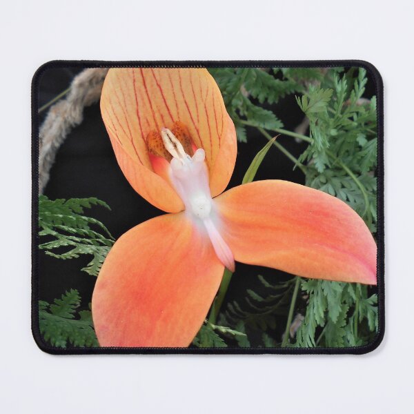 Item preview, Disa Orchid designed and sold by Floral-Art.