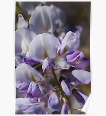 Beautiful Shades of Wisteria Poster