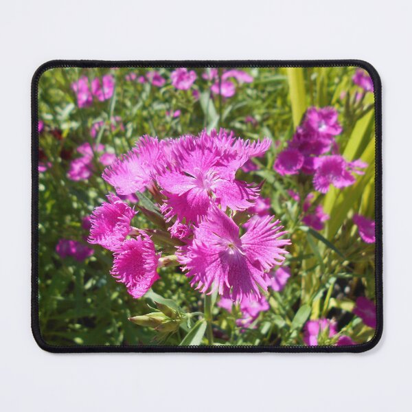Item preview, Dianthus flowers designed and sold by Floral-Art.