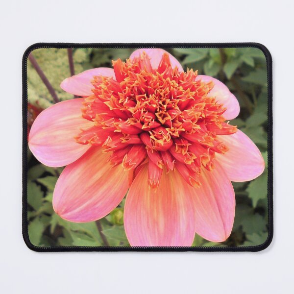 Artikelvorschau, Dahlie ganz Tangerine entworfen und verkauft von Floral-Art.