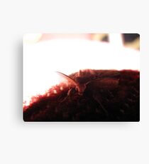 Night guest Canvas Print