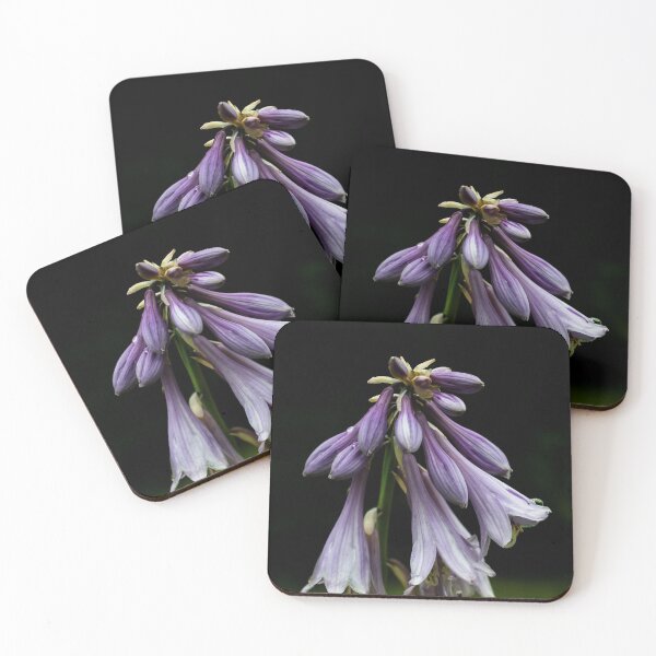Item preview, Plantain lilies designed and sold by carolmaia.
