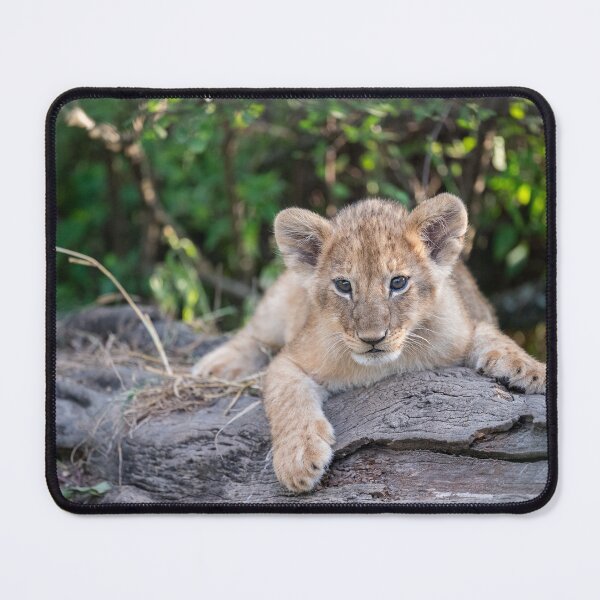 Item preview, Relaxed lion cub designed and sold by Ingo Gerlach.