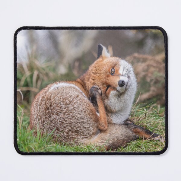 Item preview, Red Fox designed and sold by Steve Liptrot Photography.