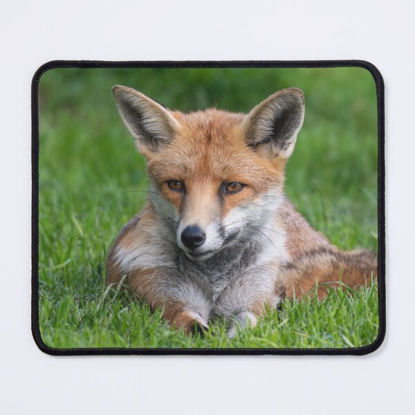 Item preview, Red Fox designed and sold by Steve Liptrot Photography.