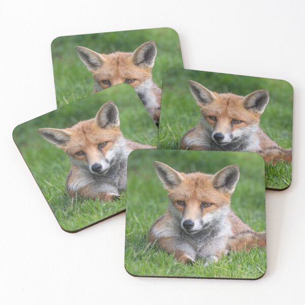 Item preview, Red Fox designed and sold by Steve Liptrot Photography.