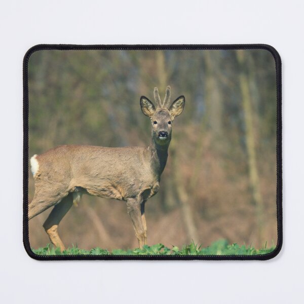 Item preview, Roebuck on the field designed and sold by ART-SUNRISE.