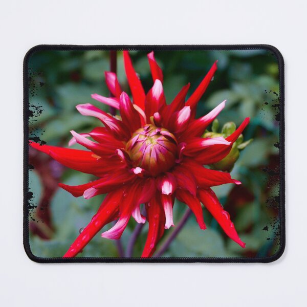 Item preview, Spiky Red Dahlia designed and sold by Nicole Gath.