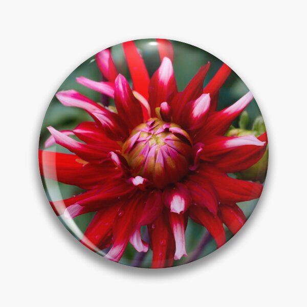 Item preview, Spiky Red Dahlia designed and sold by Nicole Gath.