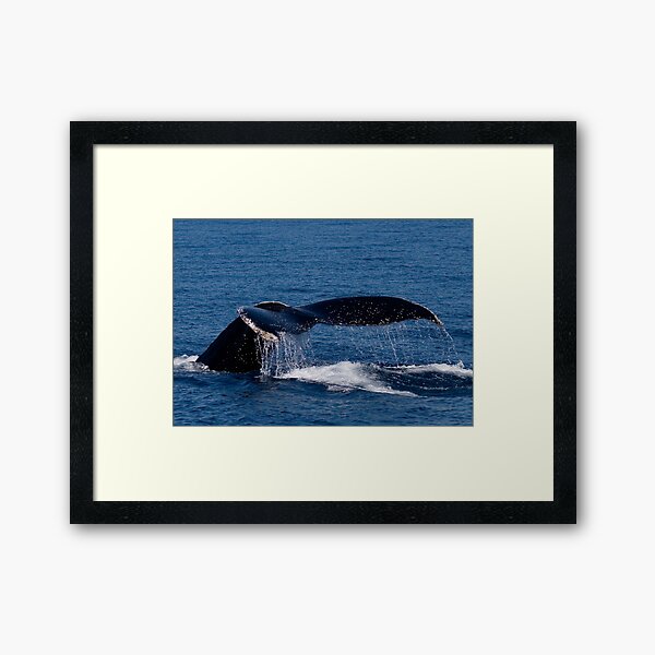 Artikel-Vorschau von Humpback Fluke, designt und verkauft von Steve Bulford.