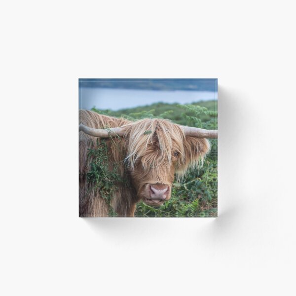 Item preview, Highland cow designed and sold by CallyM.