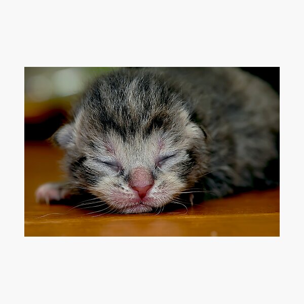 New member! Photographic Print