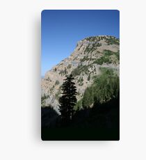 Mountain Pine Canvas Print