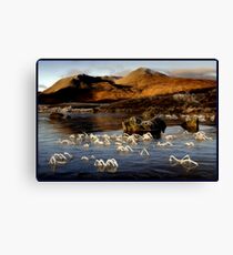Frosted reeds - Lochan na h-Achlaise * Canvas Print