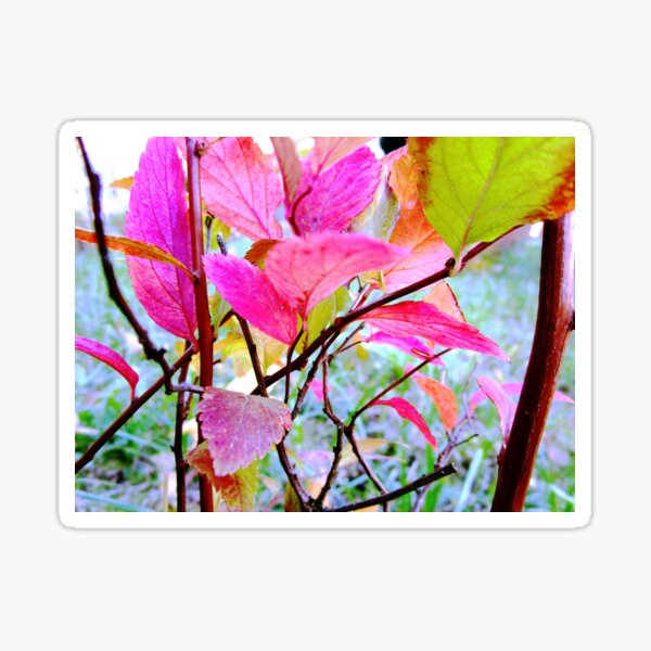 Item preview, Autumn nature photography | autumn aesthetic nature photo designed and sold by lausn.